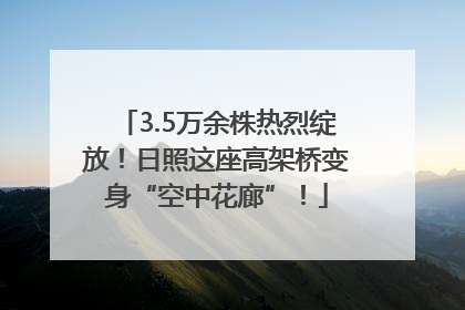 3.5万余株热烈绽放！日照这座高架桥变身“空中花廊”！